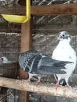 Home Dove/Pigeons for Sale - 5