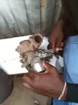 Injini ya Toyota Land Cruiser Prado TX Turbo - 2