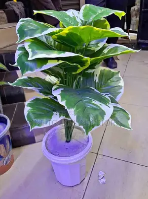Mimea Bandia kwa Chumba cha Kulala, Sebule
