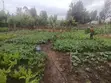 Plot ya 100x100 inauzwa Githurai Kiuu Booster - 1
