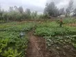 Plot ya 100x100 inauzwa Githurai Kiuu Booster - 3