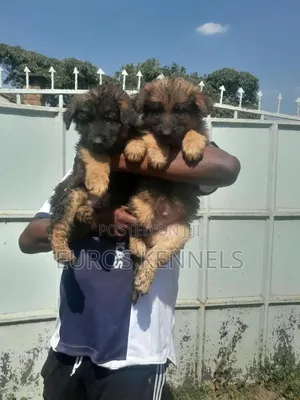 Mbwa Mchanga wa Kijerumani Mwenye Mizizi, Kiume, Miezi 1-3