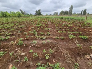 Eka 1 ya Ardhi Inauzwa Kangai, Kaunti ya Kirinyaga