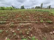 Eka 1 ya Ardhi Inauzwa Kangai, Kaunti ya Kirinyaga - 1