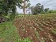 Eka 1 ya Ardhi Inauzwa Kangai, Kaunti ya Kirinyaga - 2