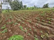 Eka 1 ya Ardhi Inauzwa Kangai, Kaunti ya Kirinyaga - 3