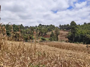 Eka 1 ya Ardhi Inauzwa Kahawa, Ngong