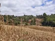 Eka 1 ya Ardhi Inauzwa Kahawa, Ngong - 1