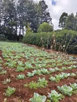 Eka 1 ya Ardhi Inauzwa Kahawa, Ngong - 2