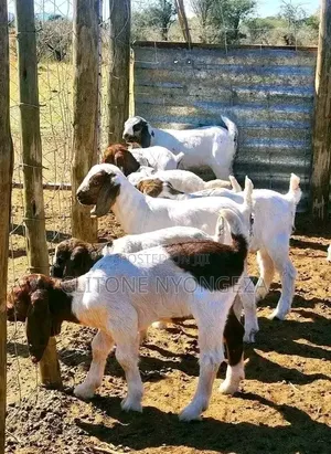 Boer Goats Available