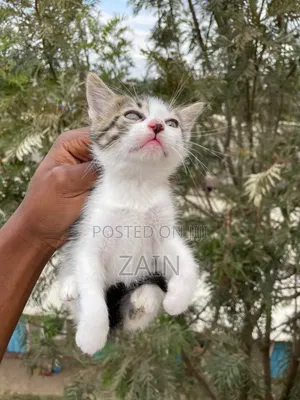 Kitten Kike wa Mwezi 1-3 wa American Shorthair Mchanganyiko