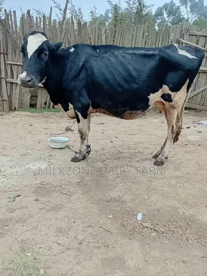 Frisian Dairy Cow - 5 Months In-Calf