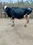 Frisian Dairy Cow - 5 Months In-Calf - 1