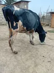 Frisian Dairy Cow - 5 Months In-Calf - 2