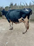 Frisian Dairy Cow - 5 Months In-Calf - 3