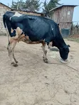 Frisian Dairy Cow - 5 Months In-Calf - 4