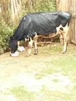 Frisian Dairy Cow - 5 Months In-Calf - 5