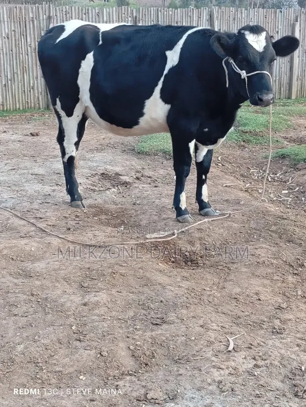 Classic Heifer - 7 Months Pregnant - 1