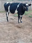Classic Heifer - 7 Months Pregnant - 1