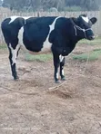 Classic Heifer - 7 Months Pregnant - 2