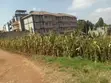 Kitalu cha 50x100 kwa Mauzo Zambezi, Kikuyu - 1