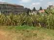 Kitalu cha 50x100 kwa Mauzo Zambezi, Kikuyu - 2