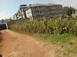 Kitalu cha 50x100 kwa Mauzo Zambezi, Kikuyu - 3