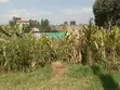 Kitalu cha 50x100 kwa Mauzo Zambezi, Kikuyu - 4