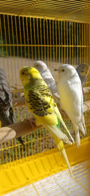 Young Budgies for Rehoming