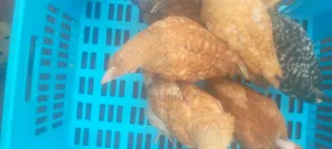 Improved Kienyeji Kenbro F1 Chicks (2 Months)
