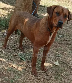 Purebred Rhodesian Ridgeback - 6-12 Months Female