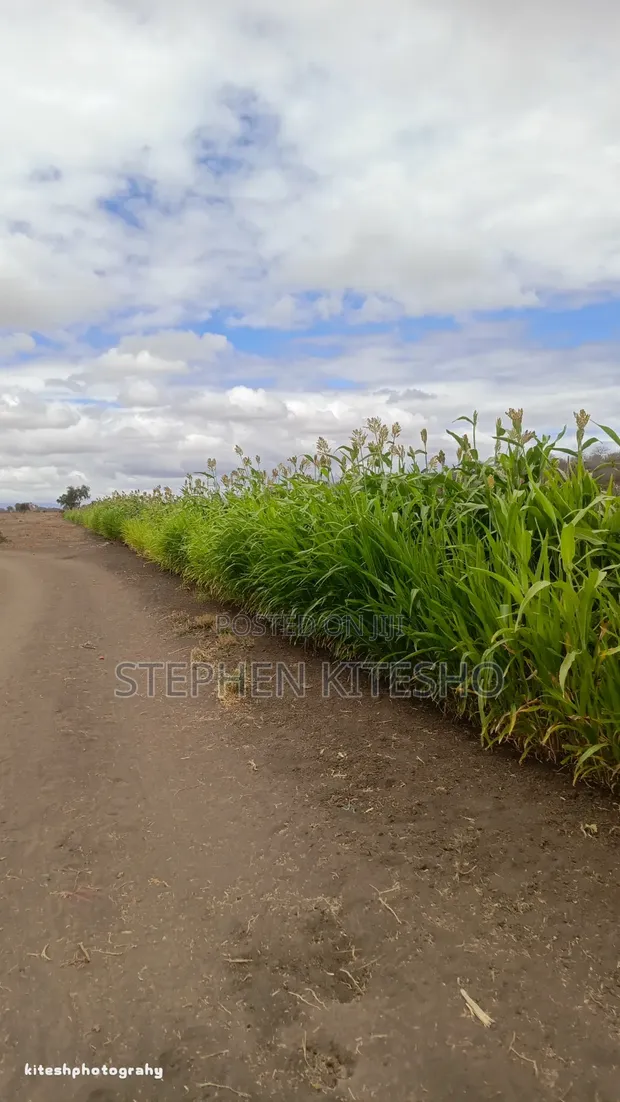 5 Acres Land for Sale in Imbrikana, Loitoktok - 1