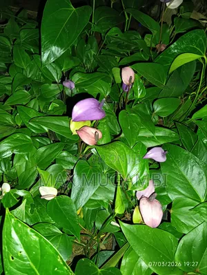 Anthurium Nyekundu na Zambarau