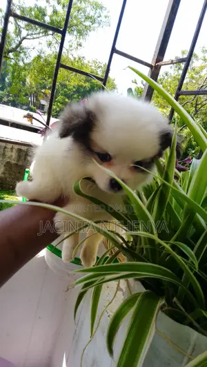 Female Japanese Spitz Mix Puppy - 1-3 Months
