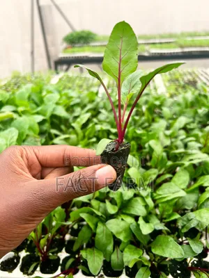 Miche Bora ya Beetroot
