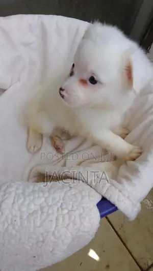 Male Japanese Spitz Mix Puppy - 1-3 Months