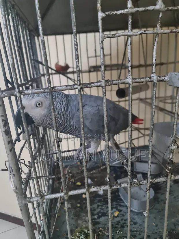 Tamed African Grey Parrot - 1
