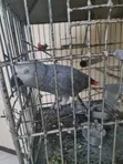 Tamed African Grey Parrot - 1