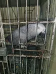 Tamed African Grey Parrot - 2