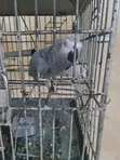 Tamed African Grey Parrot - 3