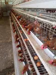 Brand New Galvanized Steel Chicken Cages - 1