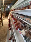 Brand New Galvanized Steel Chicken Cages - 2