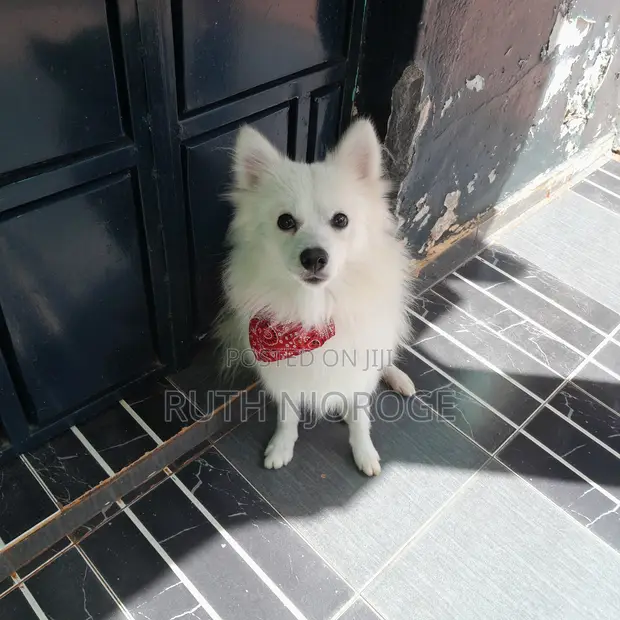 Purebred Japanese Spitz - Echo - 1