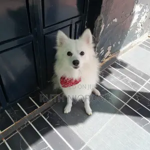 Purebred Japanese Spitz - Echo
