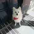 Purebred Japanese Spitz - Echo - 1