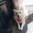 Purebred Japanese Spitz - Echo - 2