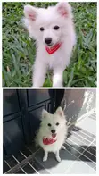 Purebred Japanese Spitz - Echo - 4