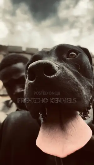 Purebred Boerboel Puppies (1-3 Months)