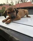 Purebred Boerboel Puppies (1-3 Months) - 2