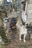 Purebred Boerboel Puppies (1-3 Months) - 3